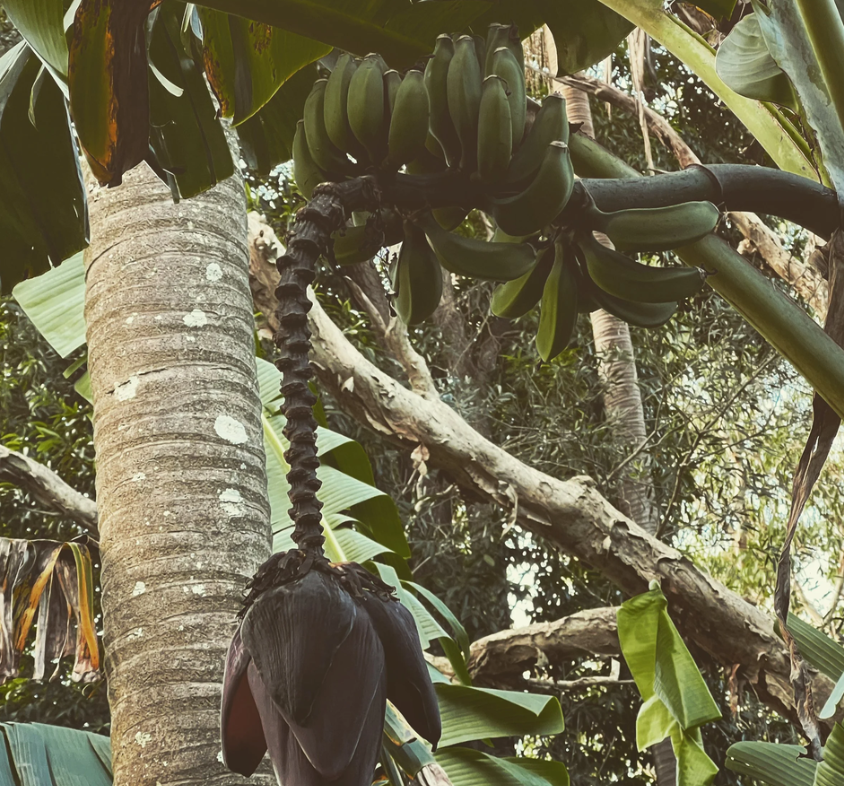 LOTUS LIGHT PERFUMED HAIR OIL / Revitalising Botanical Keratin Treatment